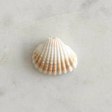 Natural Shell Charm